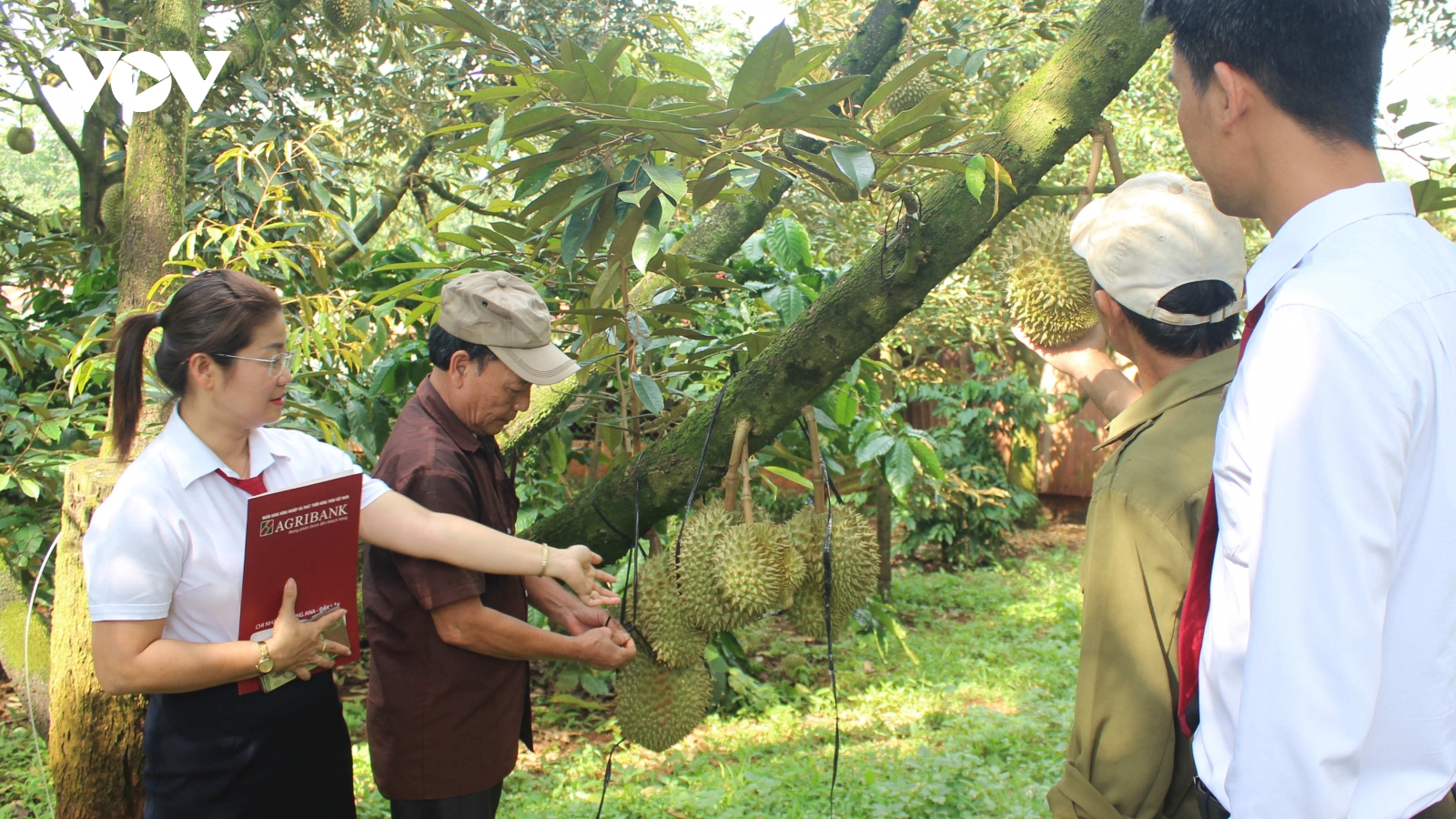 Vốn vay ưu đãi – Áp lực trả nợ, động lực để nông dân Đắk Lắk đổi thay